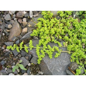 Porcikafű (Herniaria)