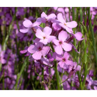 Hölgyestike (Hesperis)