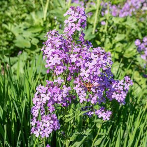 Hesperis matronalis Violet - Hölgyestike