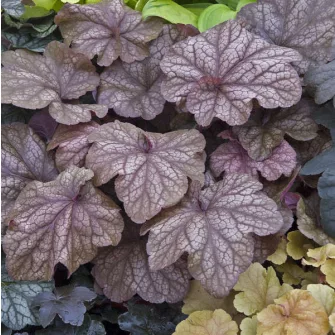 Tűzgyöngyvirág (Heuchera)