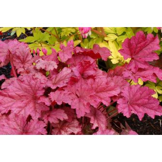 Tűzgyöngyvirág (Heuchera)