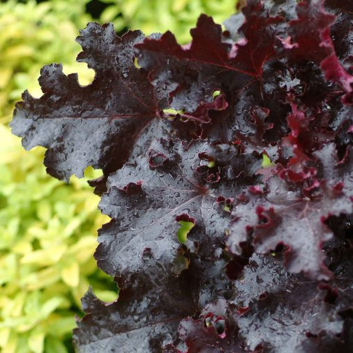 Heuchera Black Beauty - Tűzgyöngyvirág