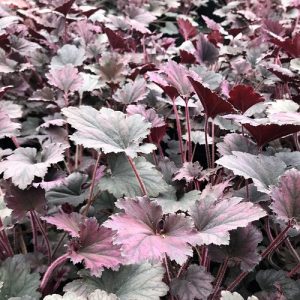 Heuchera Frosted Violet - Tűzgyöngyvirág