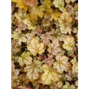 Heuchera Ginger Ale - Tűzgyöngyvirág