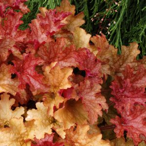 Heuchera Ginger Peach - Tűzgyöngyvirág