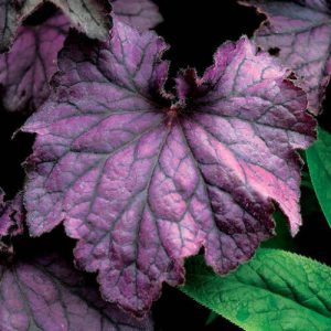 Heuchera Grande Amethyst - Tűzgyöngyvirág