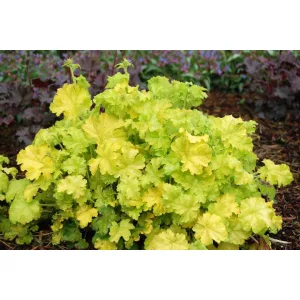 Heuchera Lime Rickey - Tűzgyöngyvirág