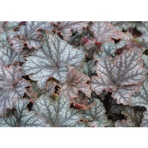 Heuchera Mars - Tűzgyöngyvirág