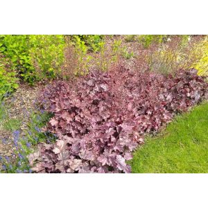 Heuchera micrantha - Tűzgyöngyvirág