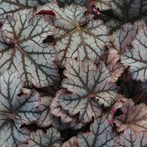 Heuchera Neptune - Tűzgyöngyvirág