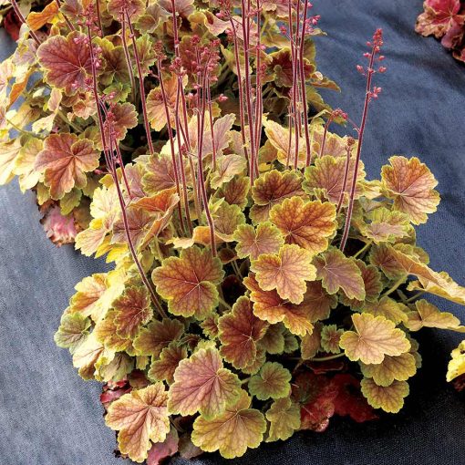 Heuchera Northern Exposure Sienna - Tűzgyöngyvirág