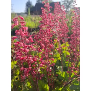 Heuchera Paris - Tűzgyöngyvirág