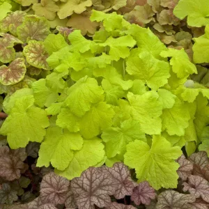 Heuchera Pistache - Tűzgyöngyvirág
