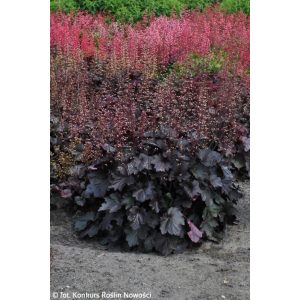 Heuchera Rex Black - Tűzgyöngyvirág