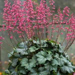 Heuchera Rex Peppermint - Tűzgyöngyvirág