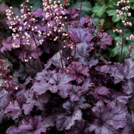 Heuchera Rex Purple - Tűzgyöngyvirág