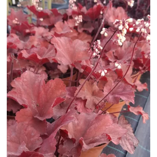 Heuchera Rio - Tűzgyöngyvirág