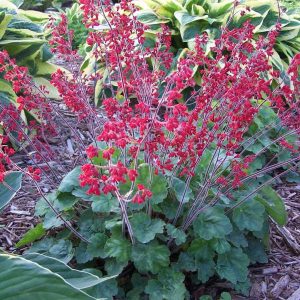 Heuchera sanguinea Ruby Bells - Tűzgyöngyvirág