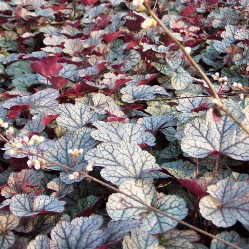 Heuchera Silver Scrolls - Tűzgyöngyvirág