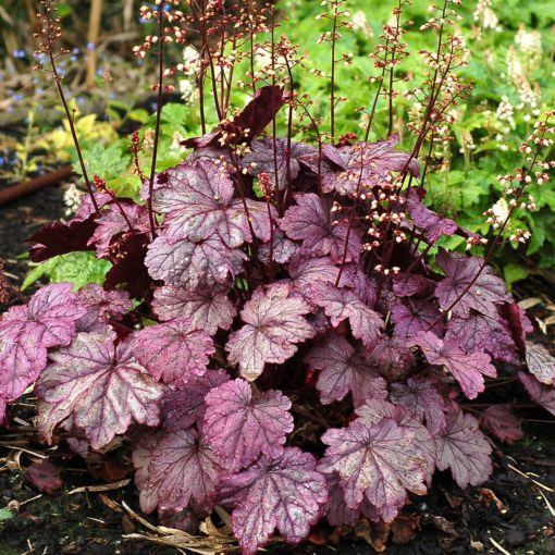 Heuchera Sugar Plum - Tűzgyöngyvirág