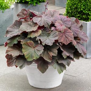 Heuchera XXL - Tűzgyöngyvirág
