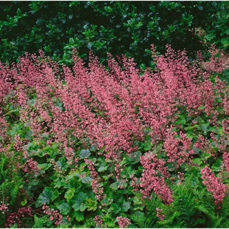Turbáncső (Heucherella)