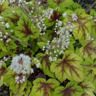 Turbáncső (Heucherella)