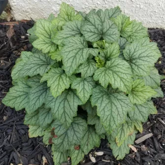 Turbáncső (Heucherella)
