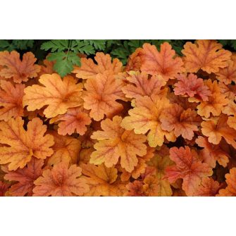 Turbáncső (Heucherella)