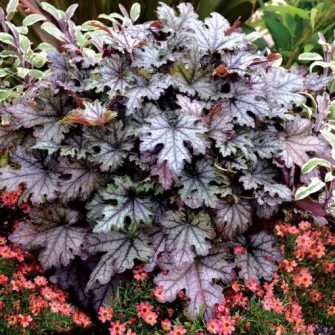 Turbáncső (Heucherella)