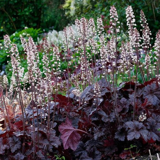 Heucherella Onyx - Turbáncső