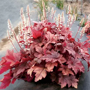 Heucherella Peach Tea - Turbáncső