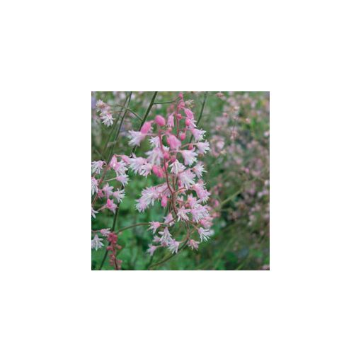Heucherella Pink Whisper - Turbáncső