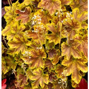 Heucherella Solar Eclipse - Turbáncső
