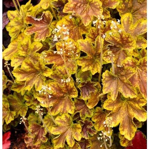 Heucherella Solar Eclipse - Turbáncső