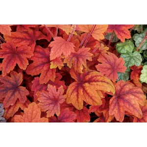 Heucherella Sweet Tea - Turbáncső