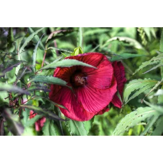 Hibiszkusz félék (Hibiscus)