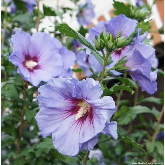 Hibiszkusz félék (Hibiscus)