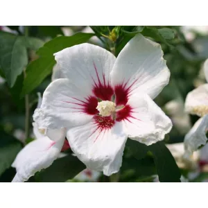 Hibiscus syriacus Red Heart - Kerti mályvacserje