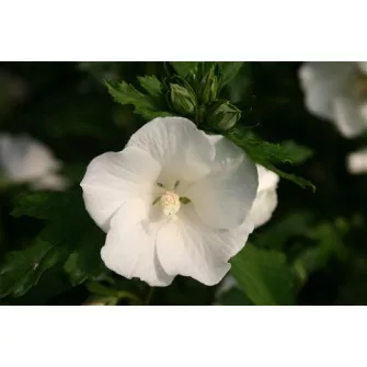 Hibiszkusz félék (Hibiscus)
