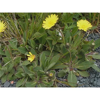 Hölgymál (Hieracium)