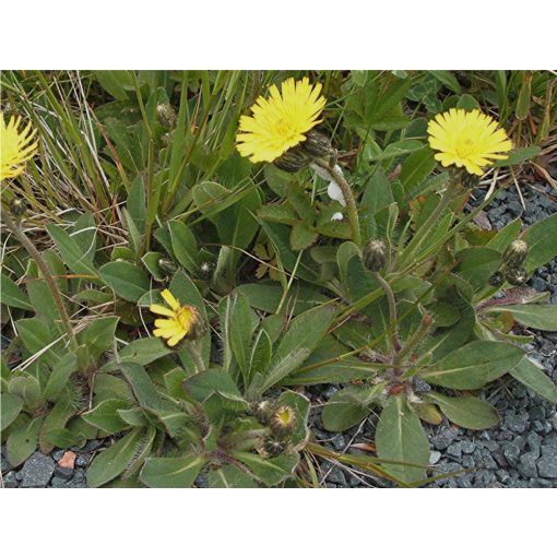 Hieracium pilosella - Ezüstös hölgymál