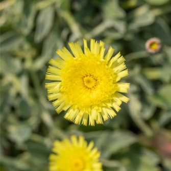 Hölgymál (Hieracium)