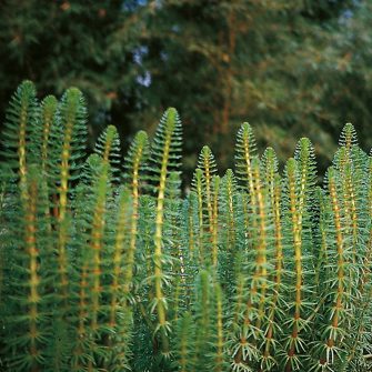 Vízilófark (Hippuris)