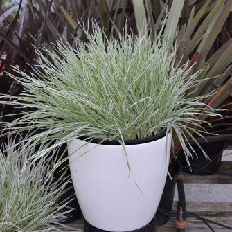 Selyemperje (Holcus)