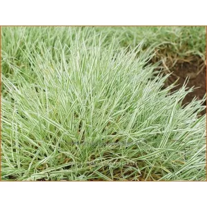 Holcus mollis White Fog - Bársonyfű