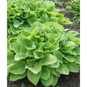 Árnyékliliom (Hosta)