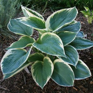 Hosta 'Barbara Ann' - Árnyékliliom