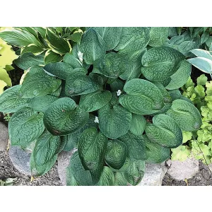 Hosta 'Black Hills' - Árnyékliliom