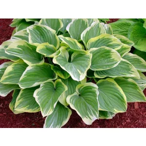 Hosta 'Blazing Saddles' - Árnyékliliom